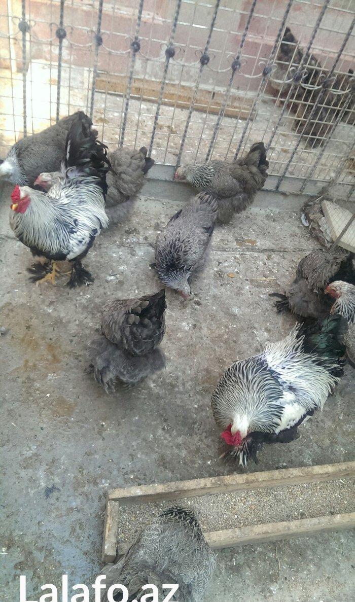 Bram yumurtasi dark ,qold temiz qandan,ne gorursuz sekilde oda cixacaq