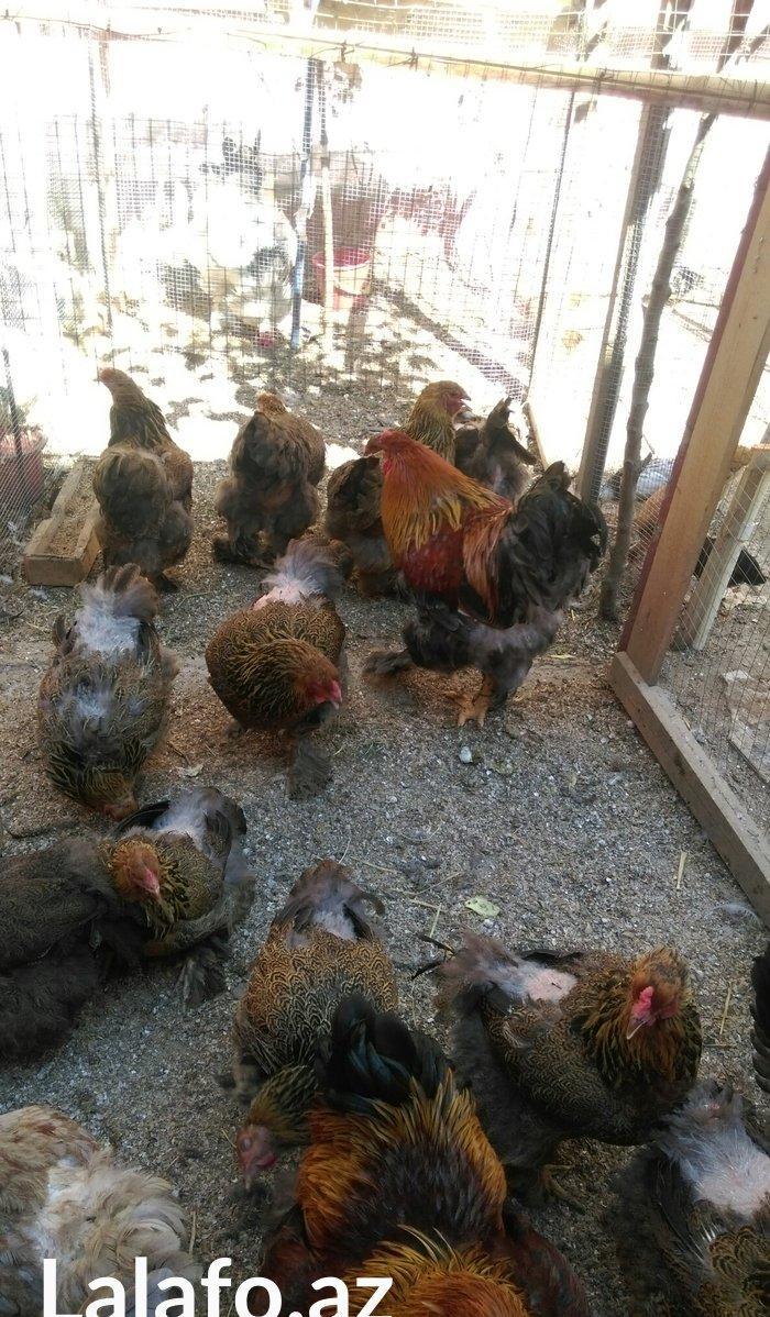 Bram yumurtasi dark ,qold temiz qandan,ne gorursuz sekilde oda cixacaq