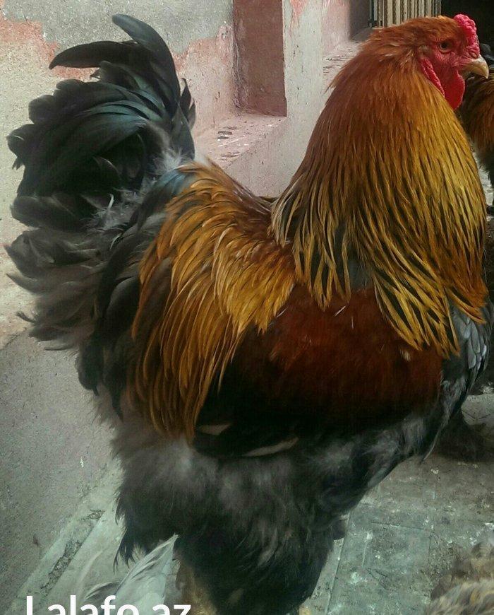 Brama qold ,dark temiz qan sekilde ne gorursuz oda var cuceleride eyn