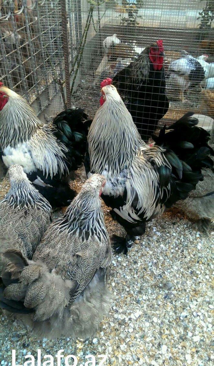 Brama qold ,dark temiz qan sekilde ne gorursuz oda var cuceleride eyn