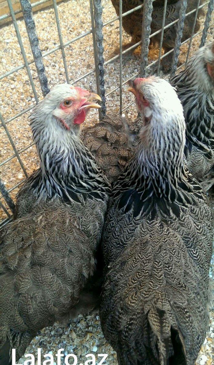 Brama qold ,dark temiz qan sekilde ne gorursuz oda var cuceleride eyn