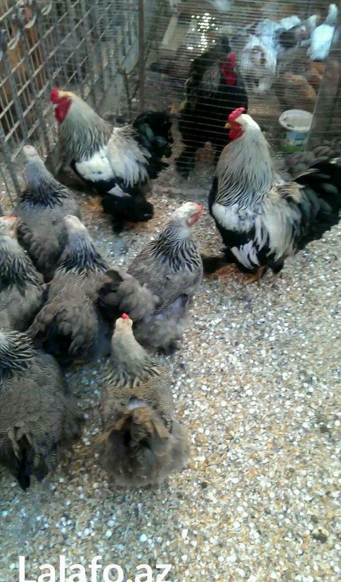 Brama qold ,dark temiz qan sekilde ne gorursuz oda var cuceleride eyn