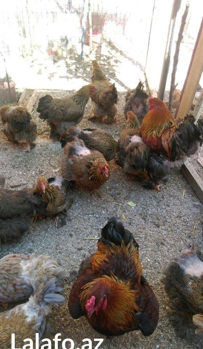 Brama qold ,dark temiz qan sekilde ne gorursuz oda var cuceleride eyn