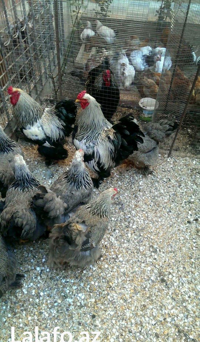 Brama qold ,dark temiz qan sekilde ne gorursuz oda var cuceleride eyn