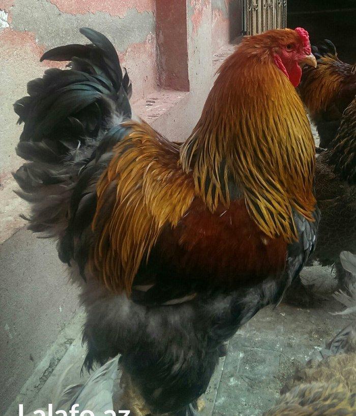 Brama qold ,dark temiz qan sekilde ne gorursuz oda var cuceleride eyn