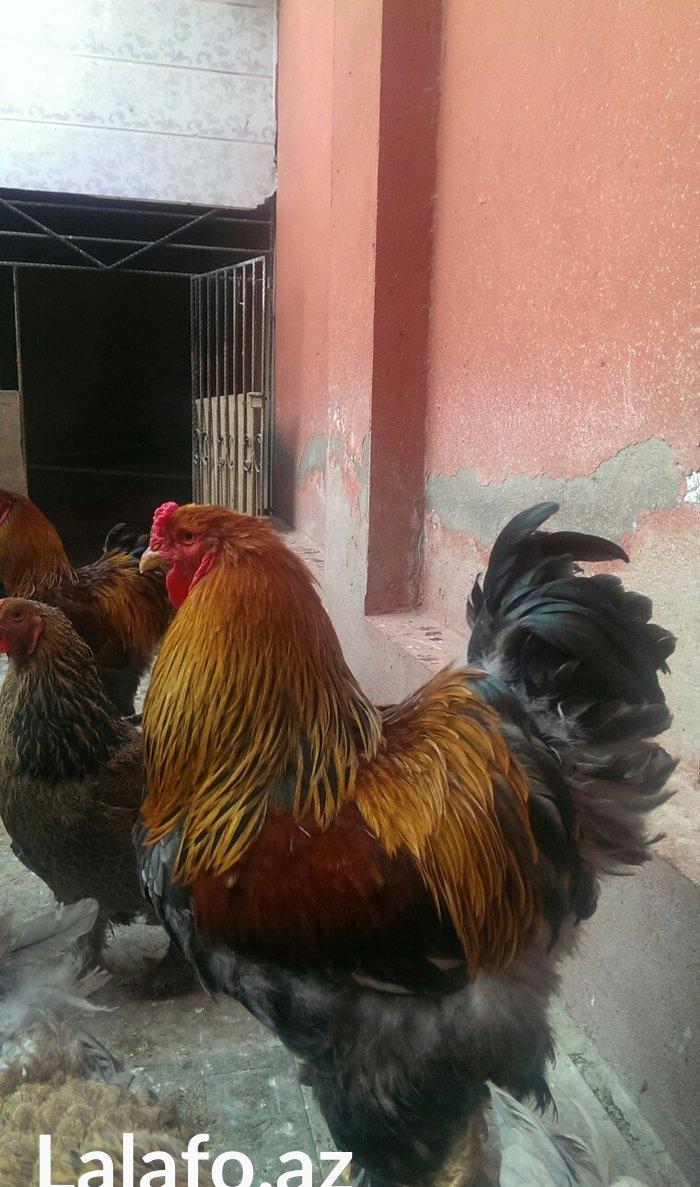 Brama qold ,dark temiz qan sekilde ne gorursuz oda var cuceleride eyn