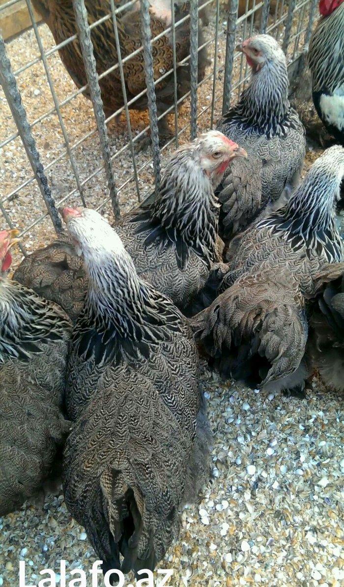 Brama qold ,dark temiz qan sekilde ne gorursuz oda var cuceleride eyn