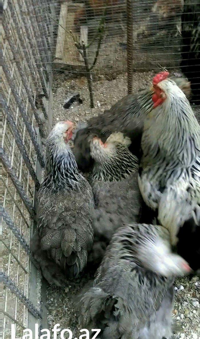 Dark brama yumurtasi temiz qan ,sekilde ne gorursuz oda var ))