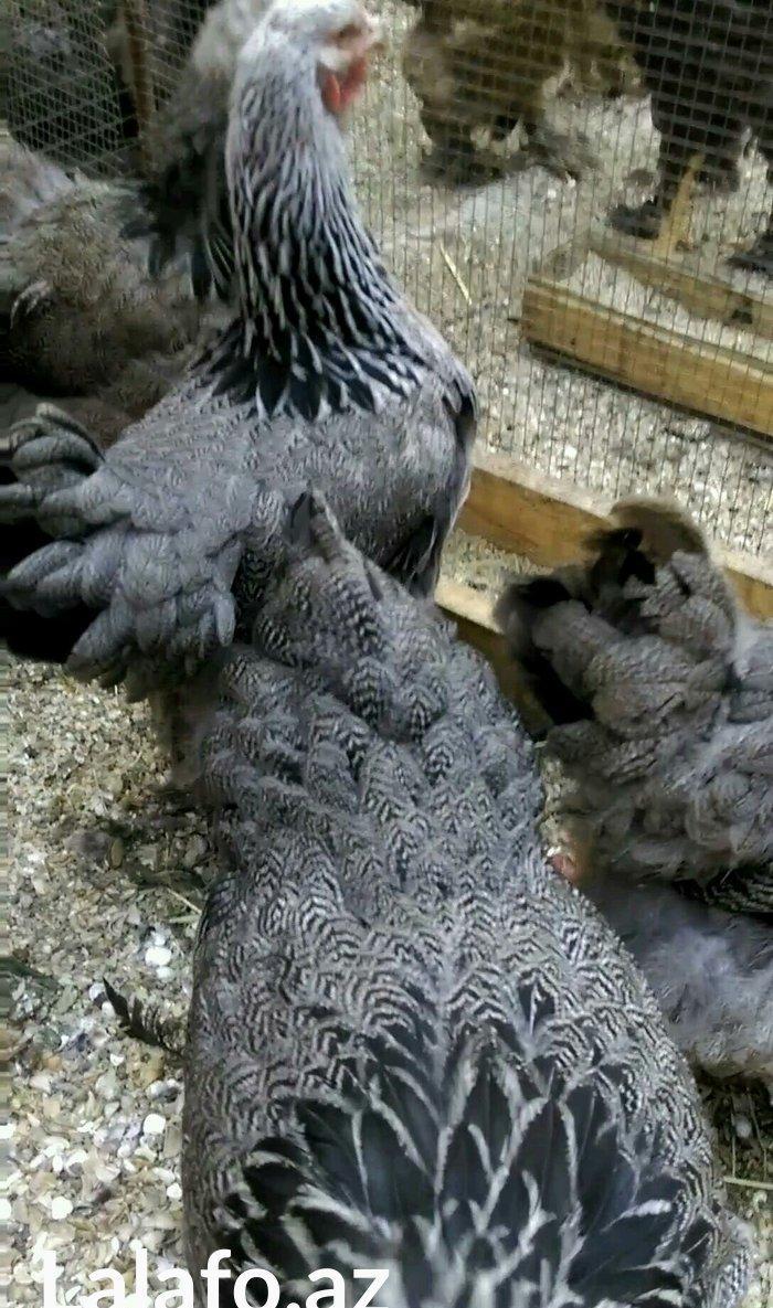 Dark brama yumurtasi temiz qan ,sekilde ne gorursuz oda var ))