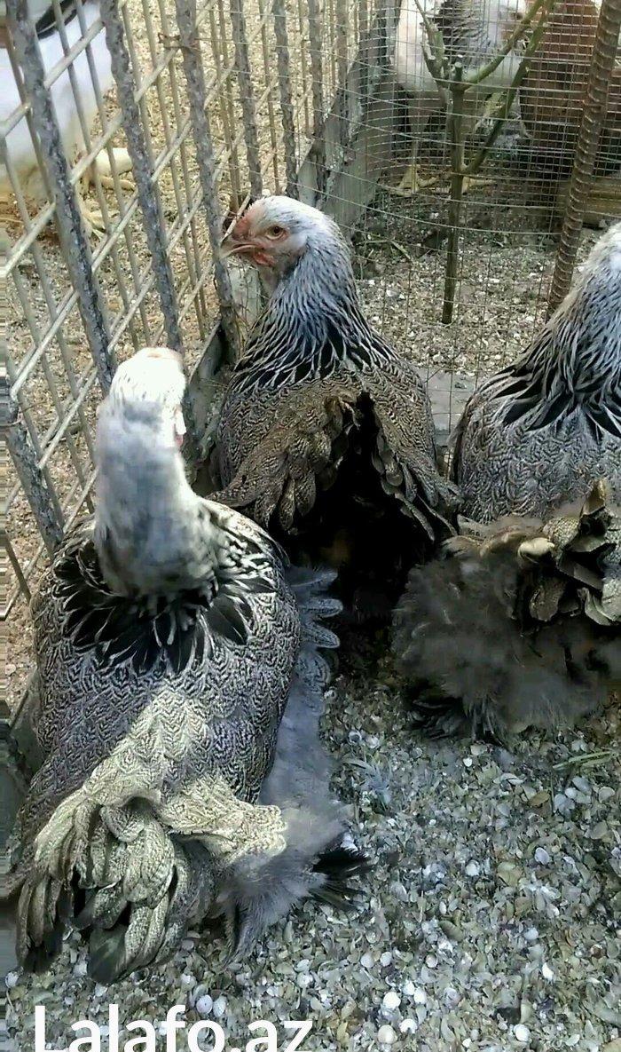 Dark brama yumurtasi temiz qan ,sekilde ne gorursuz oda var ))