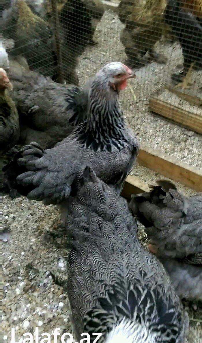 Dark brama yumurtasi temiz qan ,sekilde ne gorursuz oda var ))