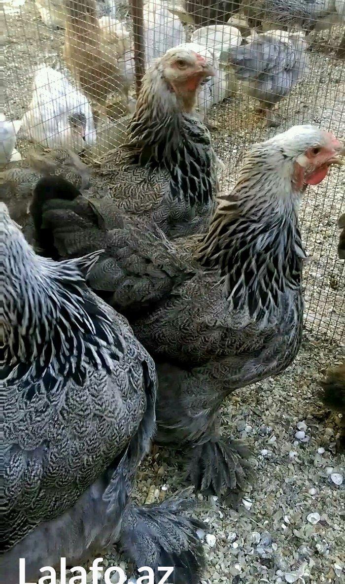 Dark brama yumurtasi temiz qan ,sekilde ne gorursuz oda var ))