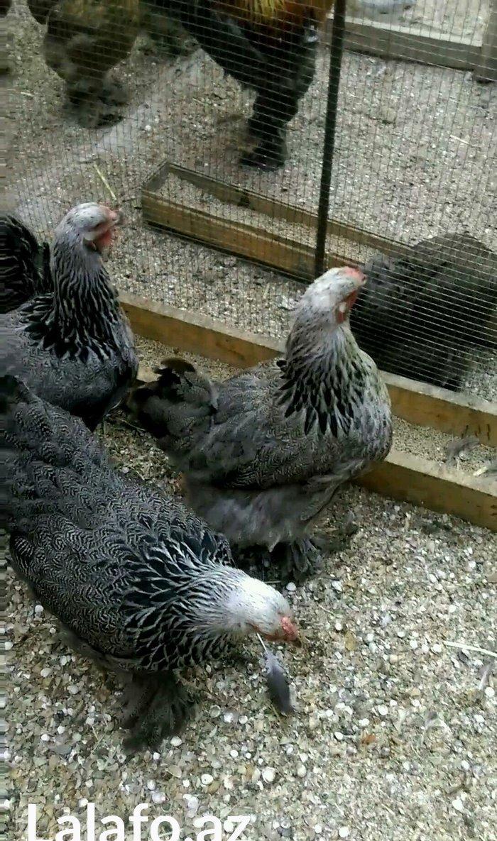 Dark brama yumurtasi temiz qan ,sekilde ne gorursuz oda var ))