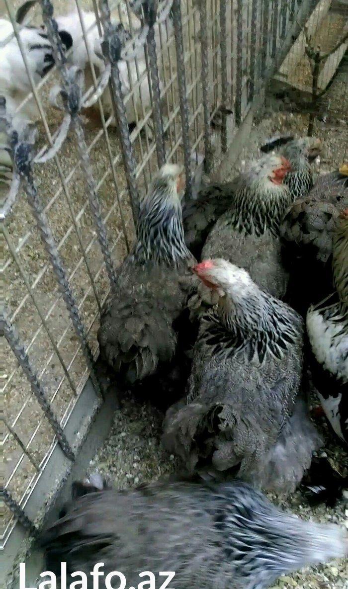 Dark brama yumurtasi temiz qan ,sekilde ne gorursuz oda var ))