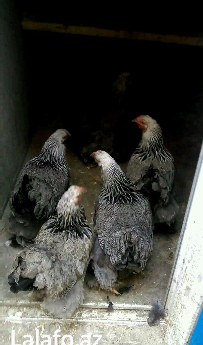 Dark brama yumurtasi temiz qan ,sekilde ne gorursuz oda var ))