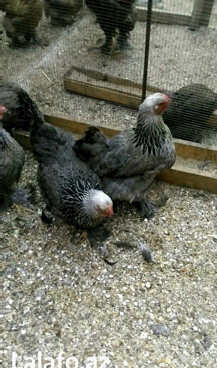 Dark brama yumurtasi temiz qan ,sekilde ne gorursuz oda var ))