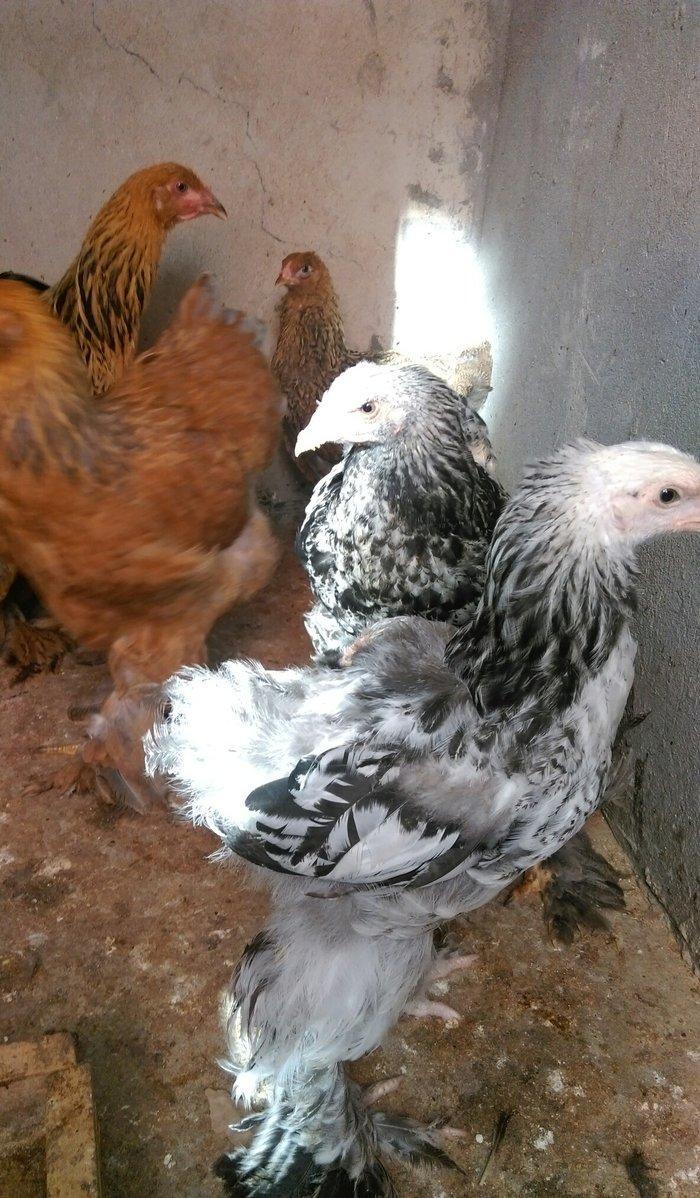 Brama beceleri ve fereleri 6 ayliq tam saqlam .Butun peyvendleri vurul