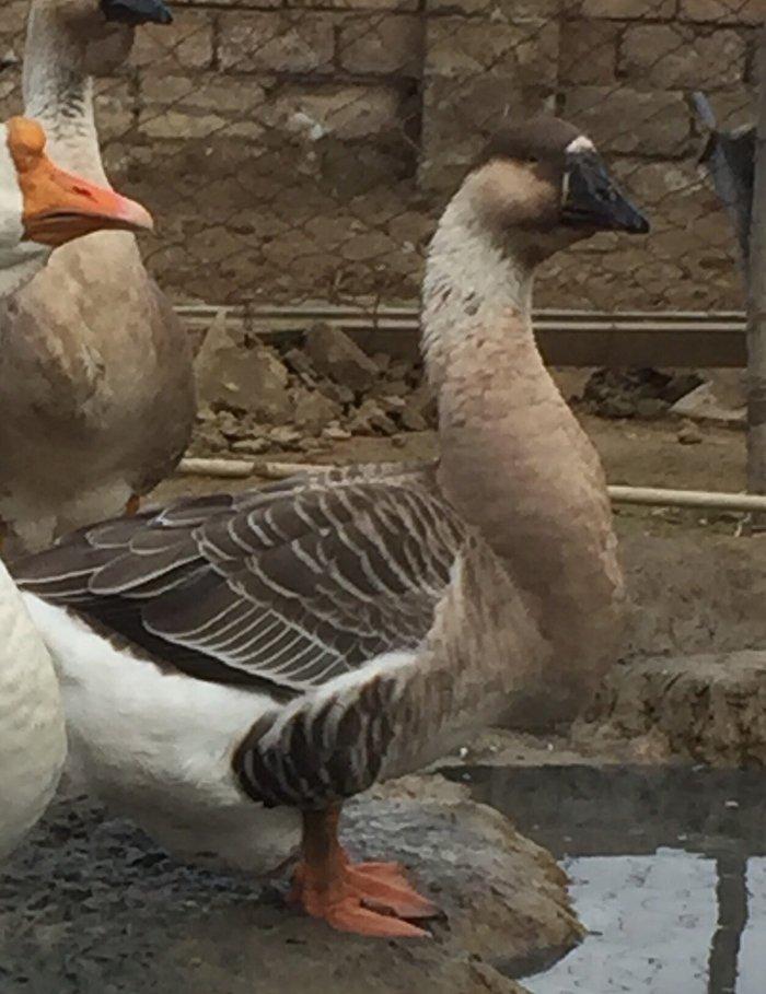 Temiz paroda kuban qazi ancaq disi satilir
linda qazi ancaq disi satil