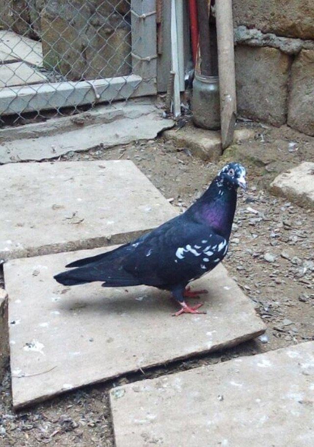 Satilir paqon erkey 20 azn . Qus Bineqedidedir . Fkiri ciddi olanlar w