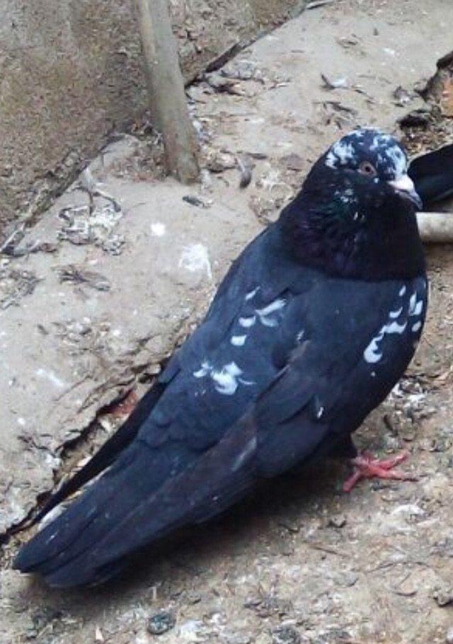 Satilir paqon erkey 20 azn . Qus Bineqedidedir . Fkiri ciddi olanlar w