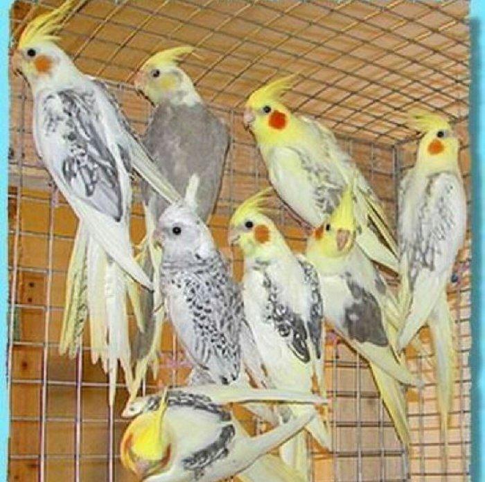 Boyuk quwlara kecdiyime gore 40 cut gozel saqlam korellalar satilir ba