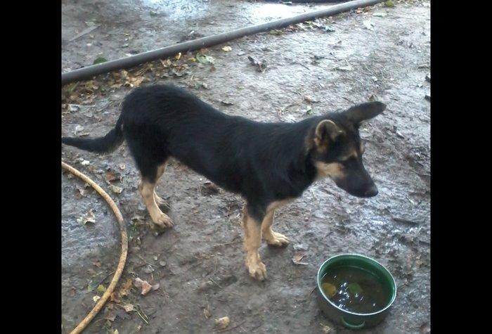 Alman afcarkasi satiram yevropeski temiz itidir dermanlari