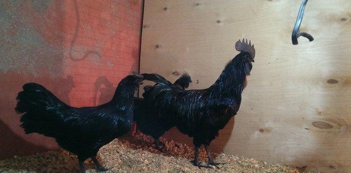 Ayam cemani. Temiz qandi .2 fere 1 xoruz.fereler yumurtlayir.7 ay 15