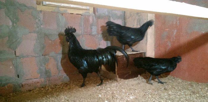 Ayam cemani. Temiz qandi .2 fere 1 xoruz.fereler yumurtlayir.7 ay 15