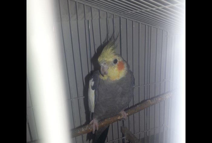 Korella erkek 1 yaş 3 aylıqdı tam sağlam cüt olmayıb isdeyen vassapla