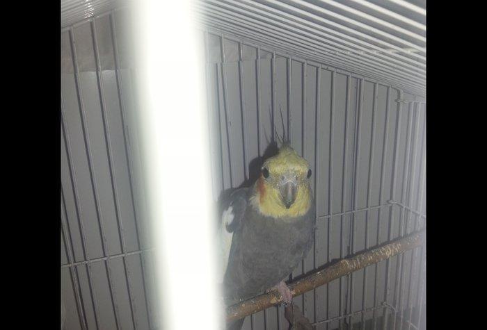 Korella erkek 1 yaş 3 aylıqdı tam sağlam cüt olmayıb isdeyen vassapla