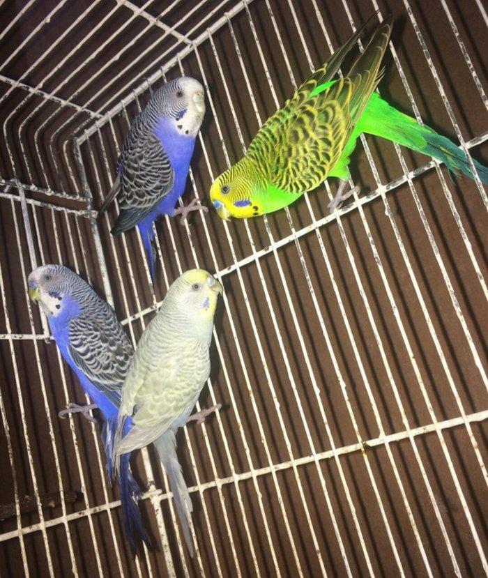 Tecili cox gozel renglere malik hazir bala veren 35 cutluk satilir saq