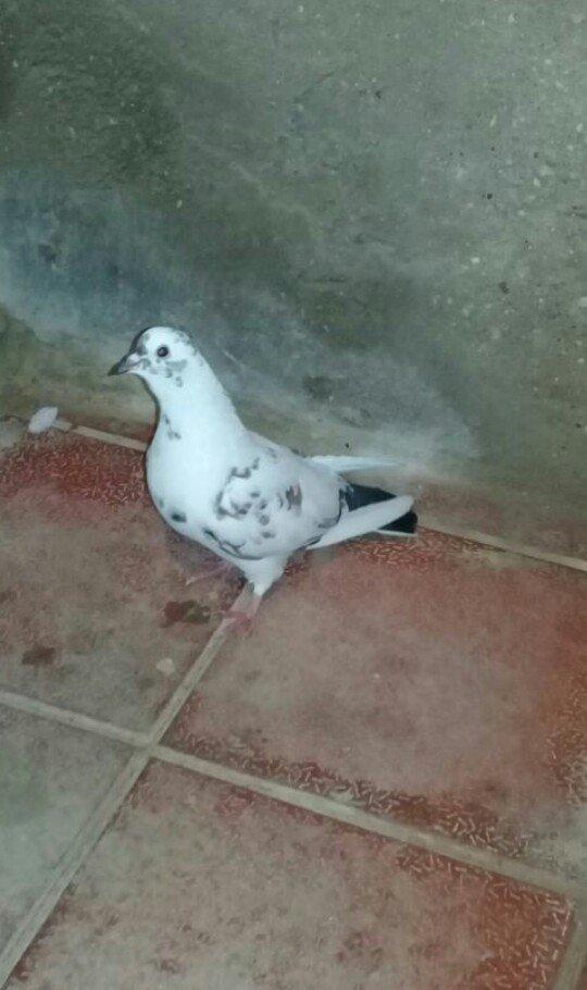 tutulma saglam qusdardi 2 maya 1 xoruz 12 azn hamsi