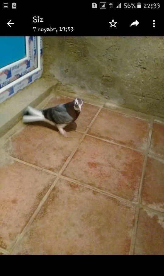 tutulma saglam qusdardi 2 maya 1 xoruz 12 azn hamsi