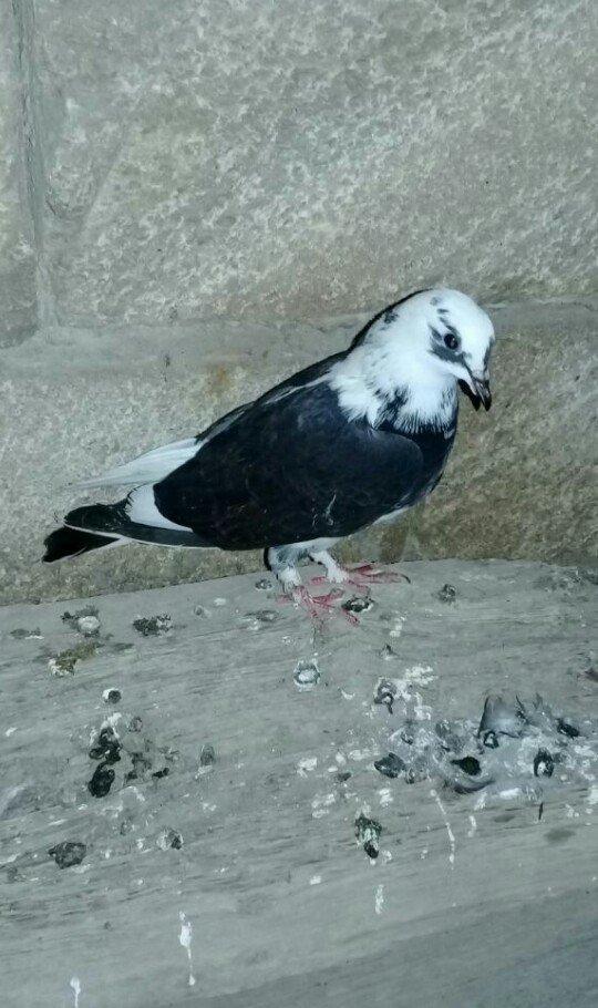 tutulma saglam qusdardi 2 maya 1 xoruz 12 azn hamsi