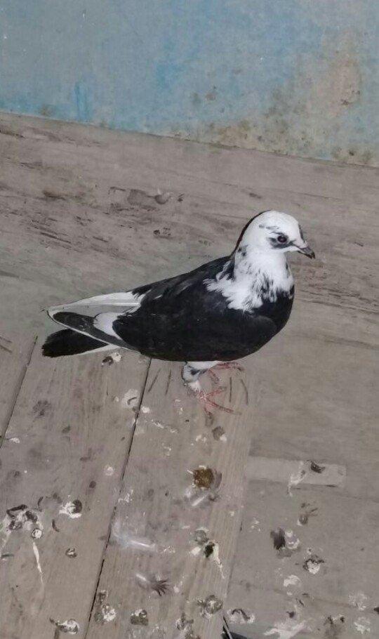 tutulma saglam qusdardi 2 maya 1 xoruz 12 azn hamsi