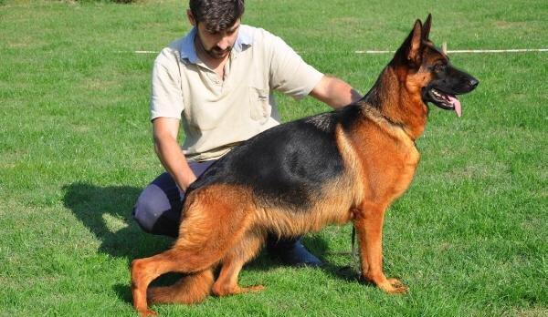 Orijinal k9 alman avcarkasidi xususi olaraq xaricden gelib baxicisi va