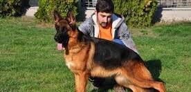 Orijinal k9 alman avcarkasidi xususi olaraq xaricden gelib baxicisi va