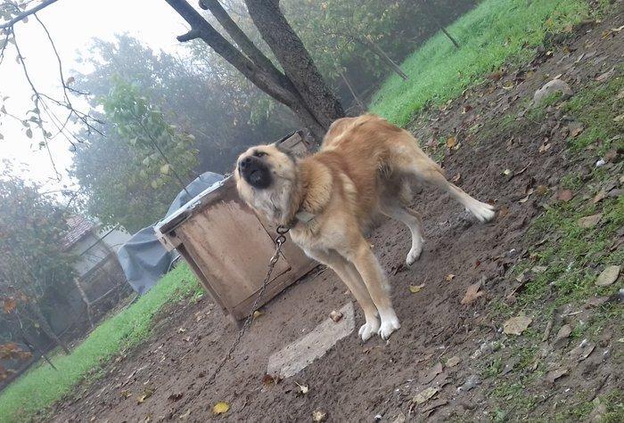 1 yas 3 ayliq. Coban iti. Oz qiymeti deyerinde velosibetle barter