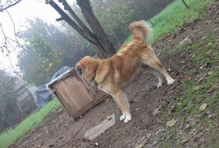 1 yas 3 ayliq. Coban iti. Oz qiymeti deyerinde velosibetle barter