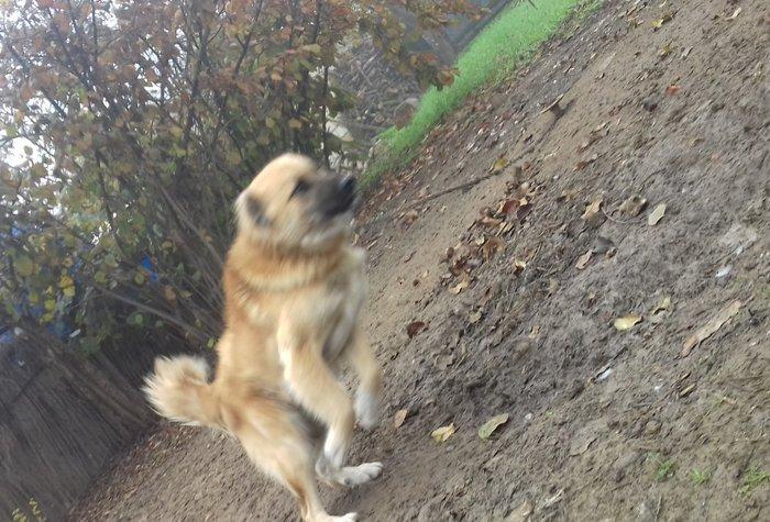 1 yas 3 ayliq. Coban iti. Oz qiymeti deyerinde velosibetle barter