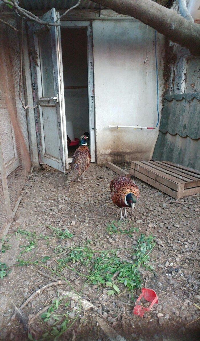 ov qusu, hamisi qirqovul novudu ,saylari az qalib ,ciddi maraqlanan na