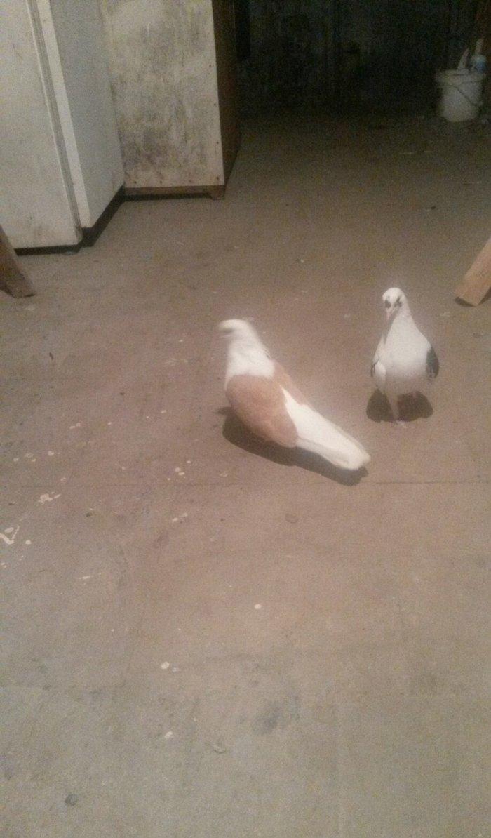 qoşa cəplər qara cəp erkek sarı cəp maya hazır cutdulər cutu 40 azn