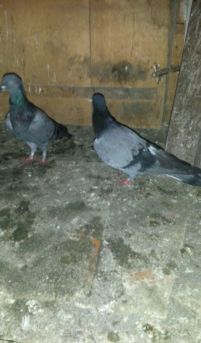 2 goy erkey maya 14/15 tuk cut deyiller ağ qened kekilli erkey oynaqi