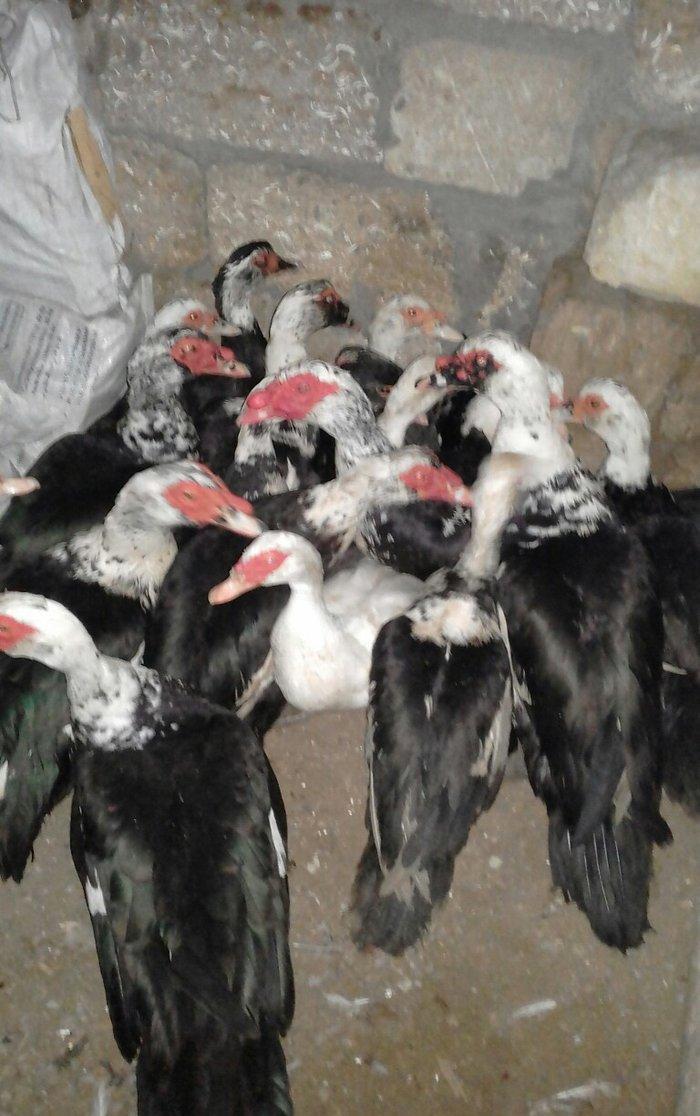 16 dene lal ordek satiram 10 feredii di 6si ergey fereleri yumutlayi