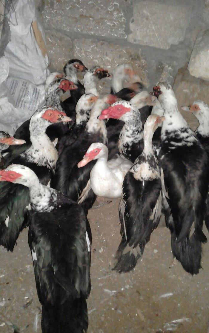 16 dene lal ordek satiram 10 feredii di 6si ergey fereleri yumutlayi