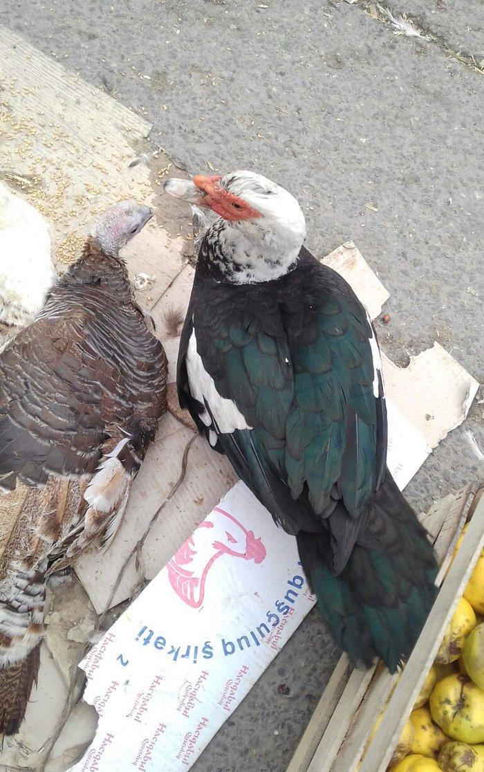 16 dene lal ordek satiram 10 feredii di 6si ergey fereleri yumutlayi