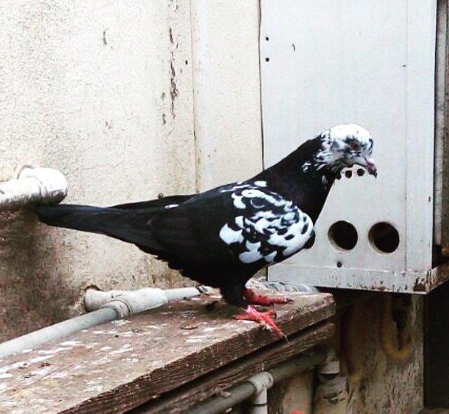 Sarilir - 15 azn. Qara saper cil erkey. Tam saglam qusdur. Qus bineqed