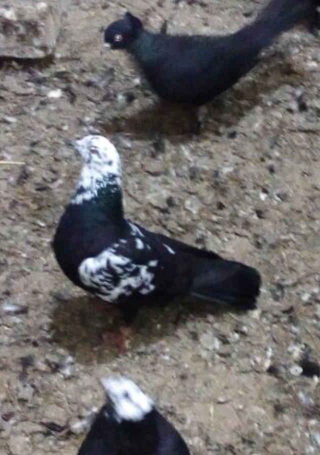 Sarilir - 15 azn. Qara saper cil erkey. Tam saglam qusdur. Qus bineqed