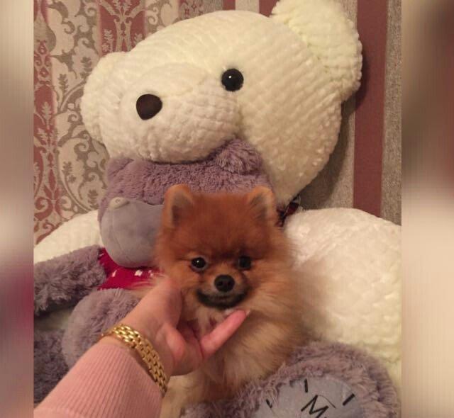 Pameranski spis 2 yas erkekdi.Hem Rusiya hem Turkiye pasportlari var.V