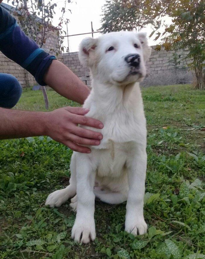 satlir cinsi ala bay dişdi şhatsapda ve ya telde elaqə saglaya bilersi